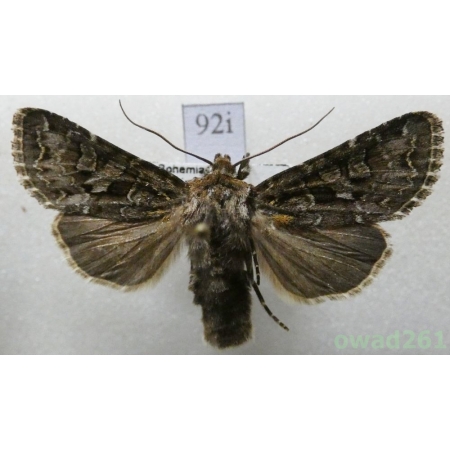 Hada plebeja (Linnaeus, 1761) Czech92i